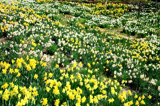 The daffodil blooming in spring at an arboretum  