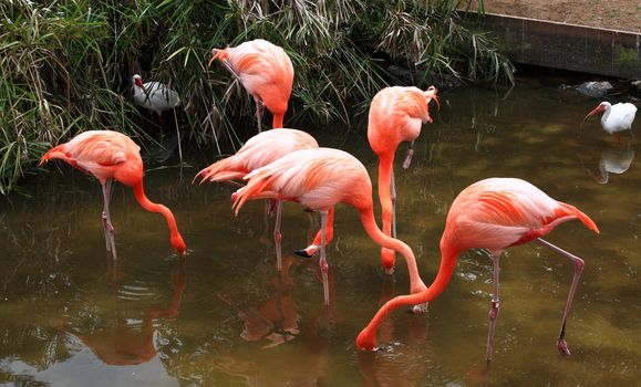 red flamingo in a park in Florida USA