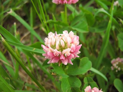 A photograph of a white clover plant blooming in a field. White Clover (Latin Name: Trifolium repens) can produce flowers in shades of pink, white or tan. This very common plant can be found growing in fields, grasslands, and poorly kept lawns.