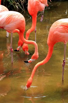 red flamingo in a park in Florida USA