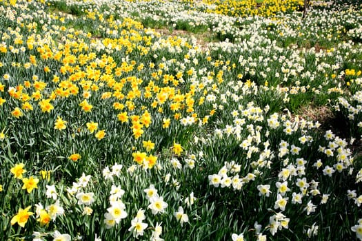 The daffodil blooming in spring at an arboretum  