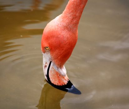 red flamingo in a park in Florida USA