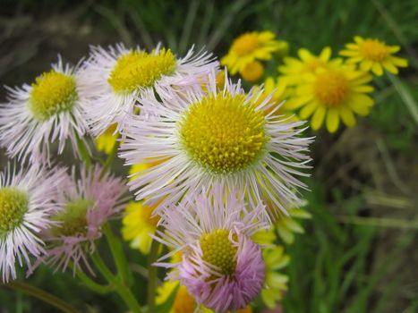 The Philadelphia Fleabane is a biennial plant in the daisy family, Asteraceae. It can be found throughout North America in fields, open woods and along roadsides.