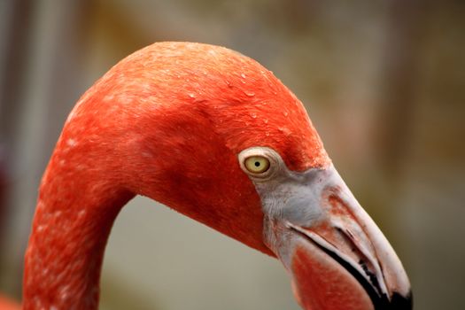 red flamingo in a park in Florida USA