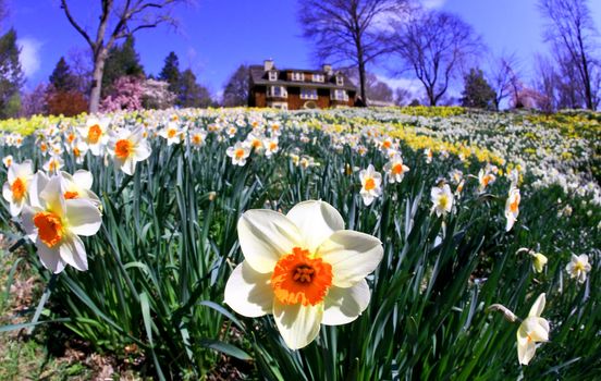 The daffodil closeup through a fisheye lens view