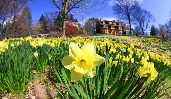 The daffodil closeup through a fisheye lens view