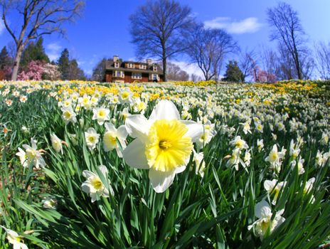 The daffodil closeup through a fisheye lens view