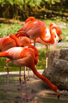 Flamingos at a watering hole in Europe in Summer