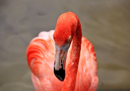 red flamingo in a park in Florida USA