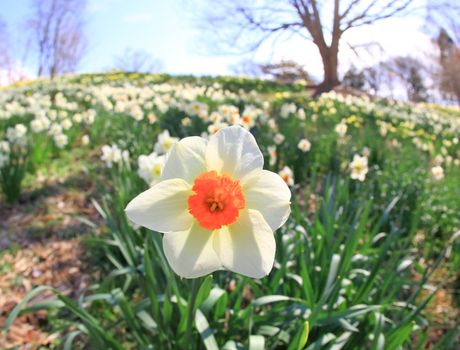 The daffodil closeup through a fisheye lens view