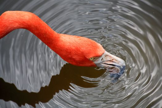 red flamingo in a park in Florida USA