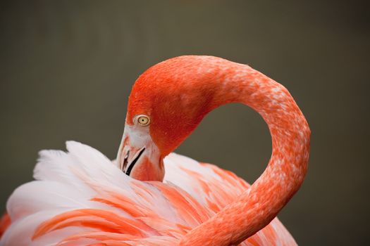 red flamingo in a park in Florida USA