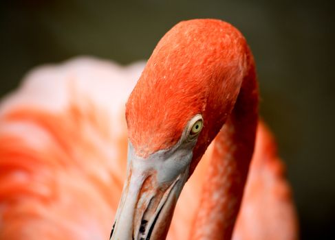 red flamingo in a park in Florida USA