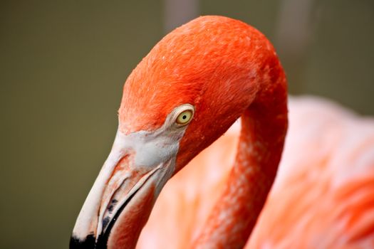 red flamingo in a park in Florida USA