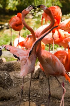 Flamingos at a watering hole in Europe in Summer