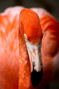 red flamingo in a park in Florida USA