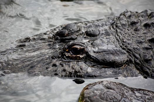 alligator in a park in Florida State 