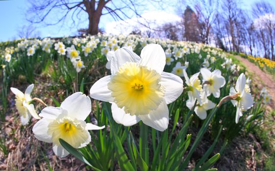 The daffodil closeup through a fisheye lens view