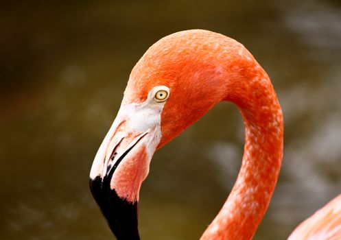 red flamingo in a park in Florida USA