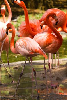 Flamingos at a watering hole in Europe in Summer