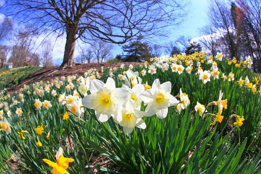 The daffodil closeup through a fisheye lens view