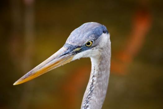 tropical bird in a park in Florida USA