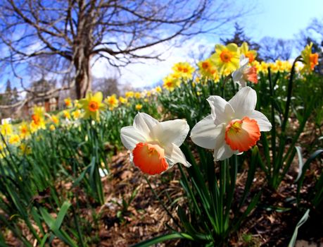 The daffodil closeup through a fisheye lens view