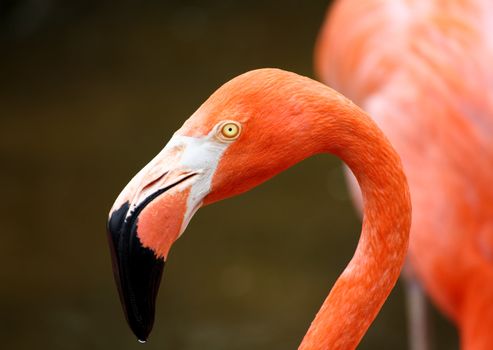 red flamingo in a park in Florida USA