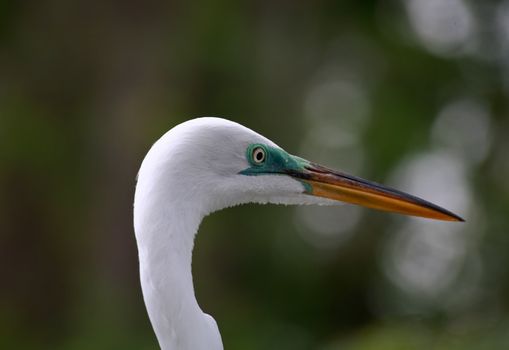 tropical bird in a park in Florida USA