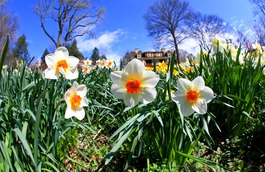 The daffodil closeup through a fisheye lens view