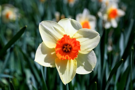 The daffodil closeup over a blur background