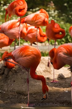 Flamingos at a watering hole in Europe in Summer