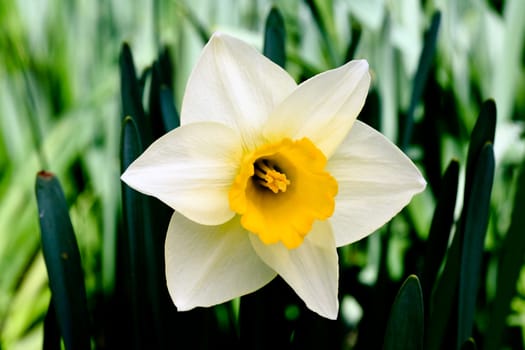 The daffodil closeup over a blur background