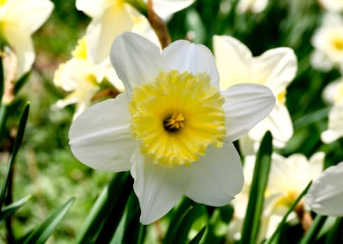 The daffodil closeup over a blur background