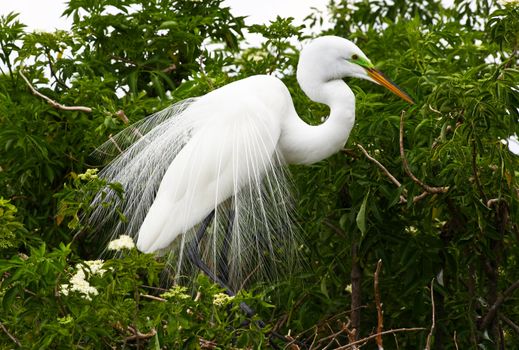 tropical bird in a park in Florida USA