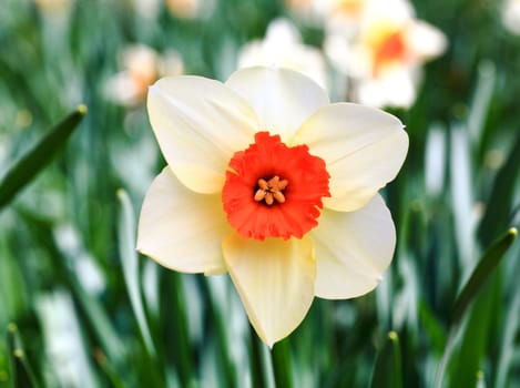 The daffodil closeup over a blur background