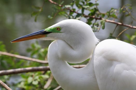 tropical bird in a park in Florida USA