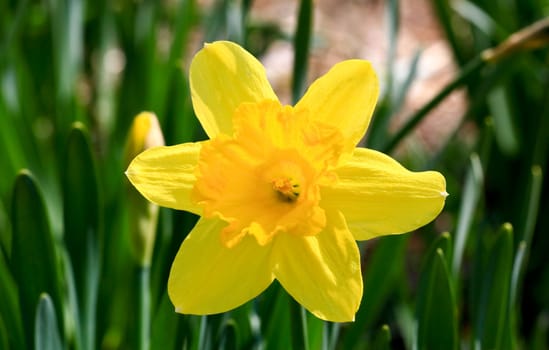 The daffodil closeup over a blur background