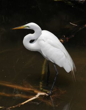 tropical bird in a park in Florida USA