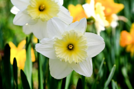 The daffodil closeup over a blur background