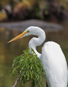 tropical bird in a park in Florida USA