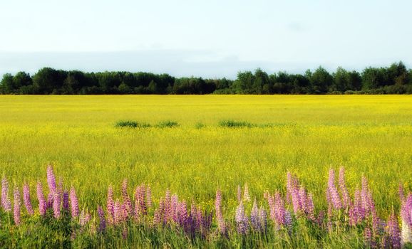 Wild lupines growing in a beside a cultivated field
