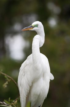 tropical bird in a park in Florida USA