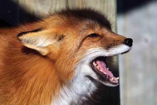 Close-up portrait of a beautiful wild Red Fox