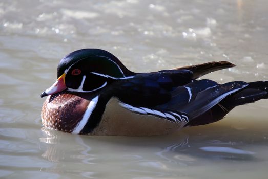 Picture of a beautiful Wood Duck swimming in a pond