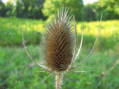 This is a photograph of a dried flower head of the Common Teasle detailing its interesting texture. The Common Teasle is biennial flowering plant native to Eurasia and North Africa, but it is known in the Americas, southern Africa, Australia and New Zealand as an introduced species and invasive weed.