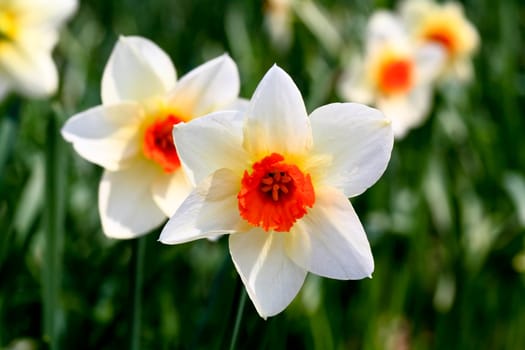The daffodil closeup over a blur background