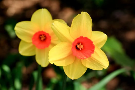 The daffodil closeup over a blur background