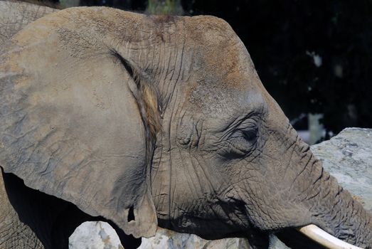 Close-up portrait of a big African elephant