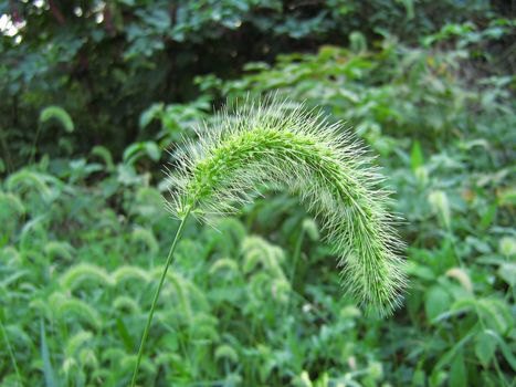 Giant Foxtail (Setaria faberi) of the grass family Poaceae, is also known as Japanese Bristle Grass. Native to East Asia, this annual was accidentally introduced into the United States during the 1920's. Habitats include weedy meadows, cropland, and roadsides.
